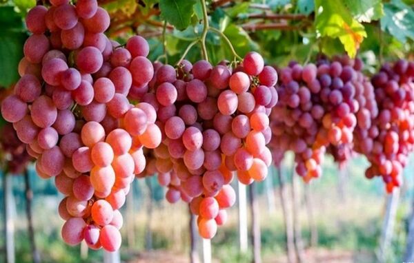  ۱.۶ میلیون تن محصول کشاورزی سالانه در ارومیه تولید می‌شود