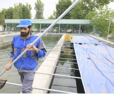 رهایی ۴۰۰ هزار قطعه بچه‌ماهی در استخرهای خراسان شمالی
