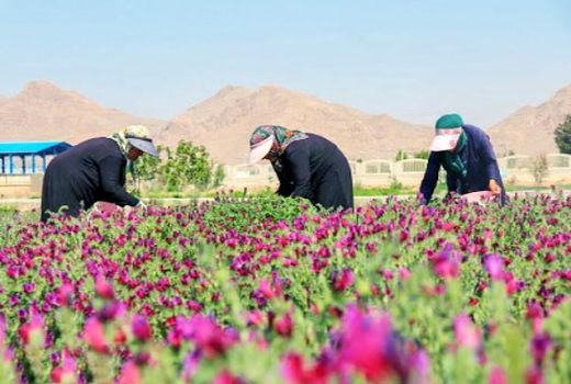 پرداخت 1460 میلیارد ریالی تسهیلات روستایی تا 11 مردادماه سال جاری