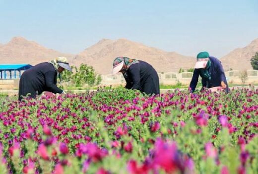 پرداخت 1460 میلیارد ریالی تسهیلات روستایی تا 11 مردادماه سال جاری