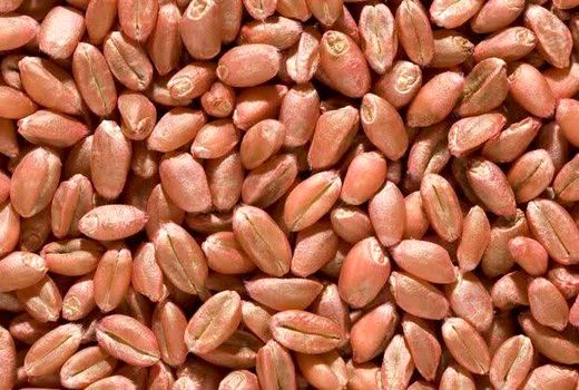 توزیع بیش از 5 هزار و ۶۰۰ تن بذر گندم در کهگیلویه و بویراحمد