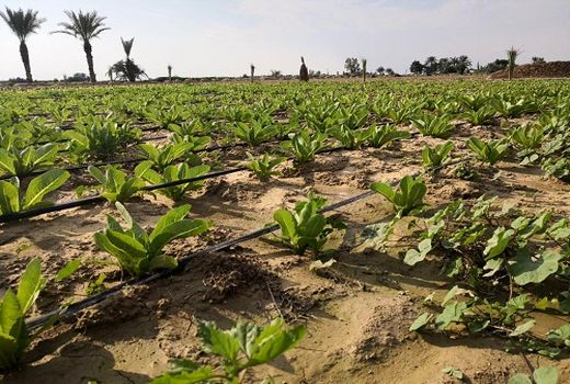 پیش‌بینی تولید 27 هزار تن کاهو در قیروکارزین 