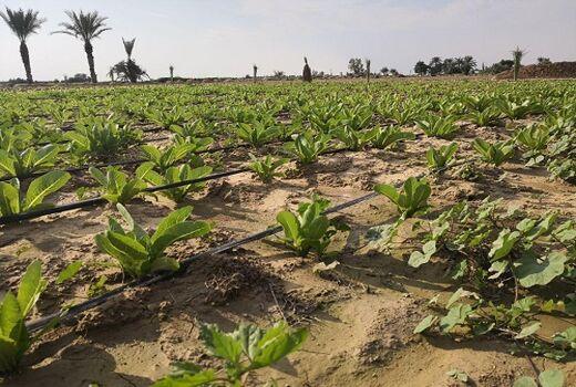 پیش‌بینی تولید 27 هزار تن کاهو در قیروکارزین 