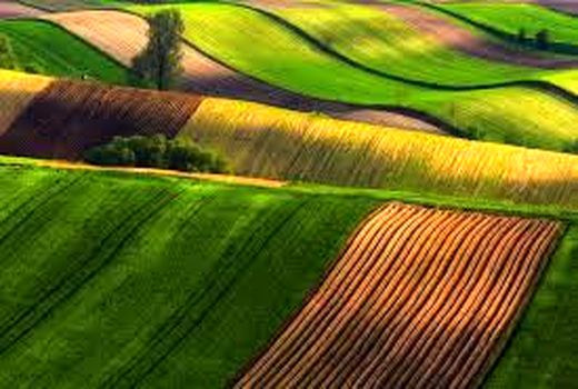 اجرای رفع تداخلات در ۱۵ میلیون هکتار از اراضی کشاورزی/ بیش از ۹۰ درصد  اراضی تعیین تکلیف شده اند