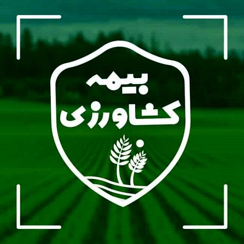 آغاز بیمه گری محصولات تابستانه 