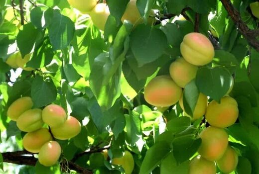 برداشت زردآلو از باغات قزوین آغاز شد