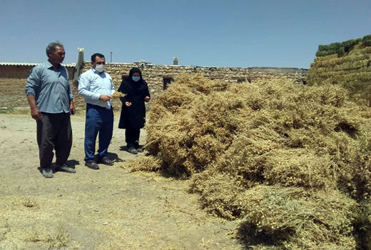  برداشت 6 هزار تن نخود از مزارع شهرستان هشترود 