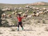 برای دامداری‌های سنتی مجوز صادر شود