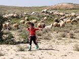 برای دامداری‌های سنتی مجوز صادر شود
