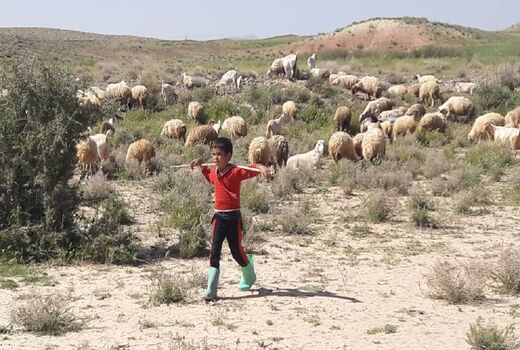 برای دامداری‌های سنتی مجوز صادر شود