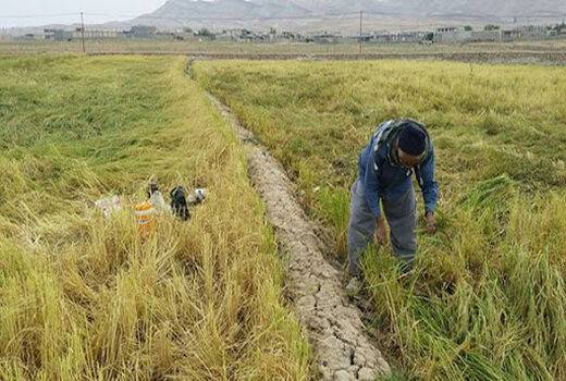 برداشت ۳ هزار تن شلتوک برنج از شالیزارهای خراسان شمالی