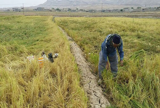 برداشت ۳ هزار تن شلتوک برنج از شالیزارهای خراسان شمالی
