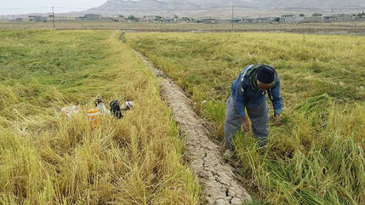 برداشت ۳ هزار تن شلتوک برنج از شالیزارهای خراسان شمالی
