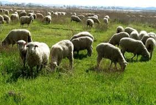 چرای مفرط دام مهمترین عامل تخریب جنگل‌های خراسان شمالی