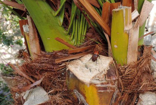 لزوم هوشیاری نخلداران مناطق شهداد، اندوهجرد، چهار فرسخ جهت رد یابی و مبارزه علیه سوسک سرخرطومی حنایی خرما