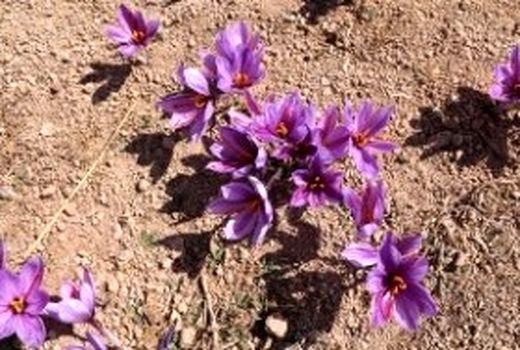   کشت جایگزین بالغ بر 8000 هکتار در حوزه باغی استان کرمان