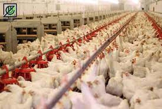 افزایش ظرفیت مرغداری‌های استان تا مرز خودکفایی