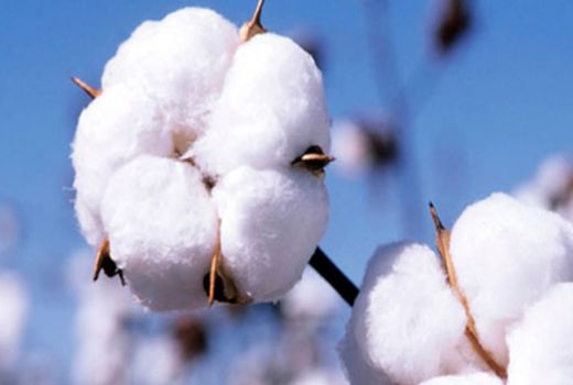 برداشت اولیه ۱۲ هزار تن وش پنبه تا اواخر مهر ماه