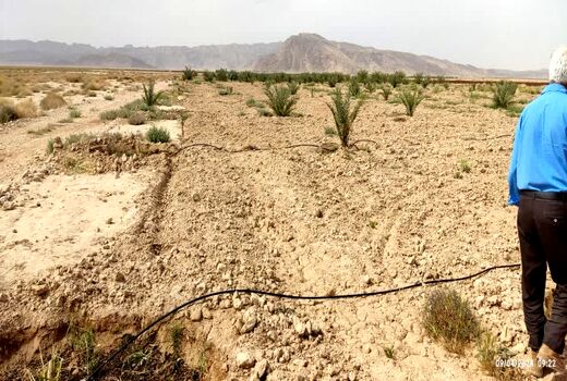 یارانه نهال به باغداران زرین دشت پرداخت شد     