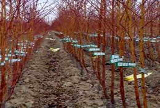 جلوگیری از شیوع و انتقال آفات و بیماری های گیاهی  با کاشت نهال های مجوزدار و تایید شده سازمان جهاد کشاورزی