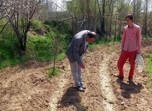 توزیع 12 هزار اصله  نهال گل محمدی یارانه‌ای در شهرستان هشترود