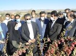 آسیب به باغات زرشک سربیشه به دلیل سرما