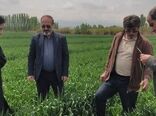 وضعیت زراعت مرند؛ افزایش ۵۲ درصدی بارندگی، رعایت الگوی کشت و جهش در مدیریت فنی مزارع