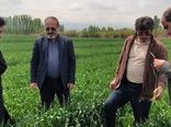 وضعیت زراعت مرند؛ افزایش ۵۲ درصدی بارندگی، رعایت الگوی کشت و جهش در مدیریت فنی مزارع