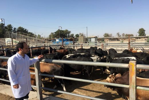 هرگونه نقل‌ وانتقال دام بدون مجوز دامپزشکی ممنوع است