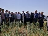 برگزاری روز مزرعه گلرنگ در شهرستان بستان‌آباد