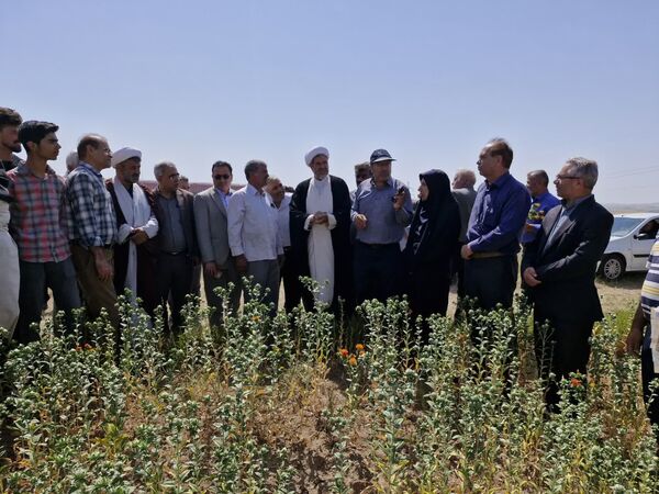 برگزاری روز مزرعه گلرنگ در شهرستان بستان‌آباد