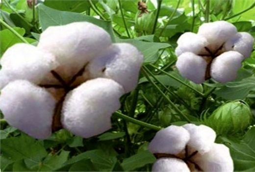 برداشت بیش از 5000 تن پنبه از مزارع شهرستان خداآفرین