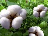 پیشنهاد کشت پنبه در راستای جایگزینی کشت‌های با آب نامتعارف در استان تهران