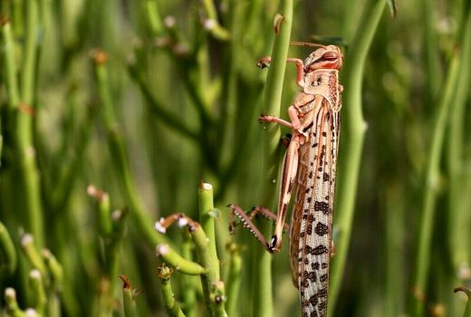 مبارزه با ملخ‌های بومی در سطح ۴۰ هزار هکتار