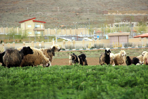 تحویل آبشخور به دامداران شهرستان دامغان