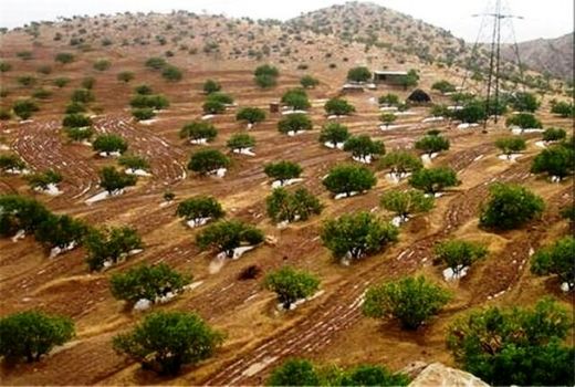 تکمیل طرح‌های توسعه باغات چهارمحال و بختیاری نیازمند تسهیلات