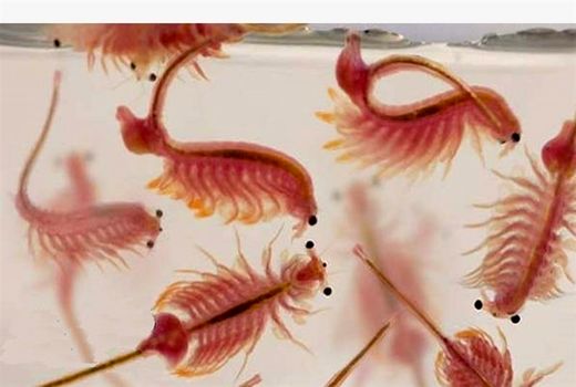 قطع وابستگی ۳ میلیون دلاری با تولید آرتمیا در آذربایجان‌غربی