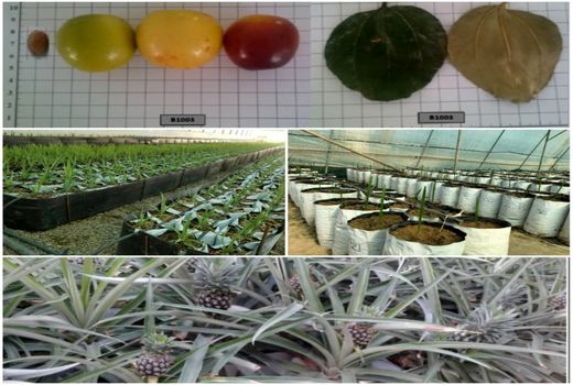 جهش تولید و دانش محوری در پژوهشکده خرما و میوه‌های گرمسیری