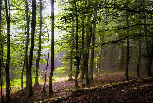 اجرای طرح مدیریت پایدار جنگل‌های هیرکانی در 19 حوضه