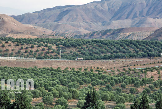 موفقیت کشت در اراضی شیب‌دار با بارش 50 میلیمتر