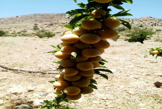 تولید 165 تن آلو بخارای ارگانیک در نی‌ریز