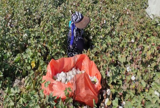 آغاز برداشت طلای سفید در شهرستان زرین دشت