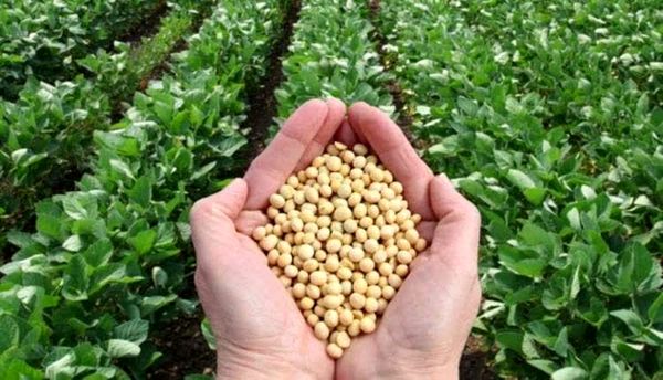 بذر سالم، کلید موفقیت کشاورزان در مزرعه