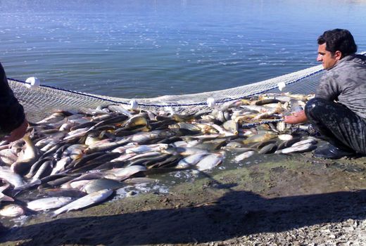 برداشت ۱۲۶۰ تن انواع ماهیان گرم آبی در استان ایلام