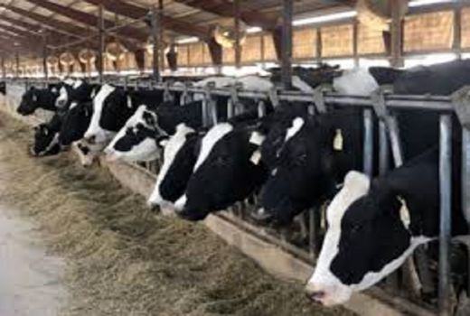 تأمین نهاده‌های دامی، مشکل اصلی دامداران اصفهان