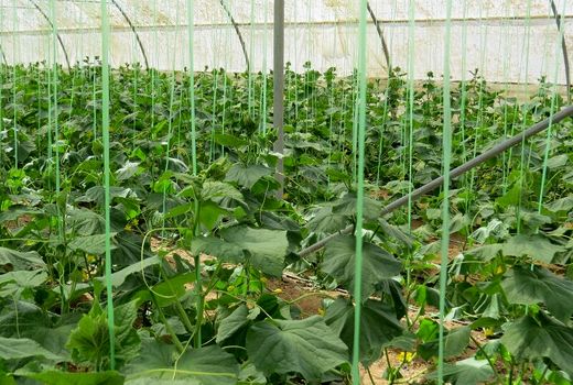 افزایش بهره‌وری از آب با توسعه کشت گلخانه‌ای در کویر مرکزی ایران