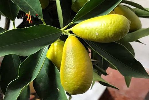 پای لیمو ترش لایم کوات به مرودشت باز شد 