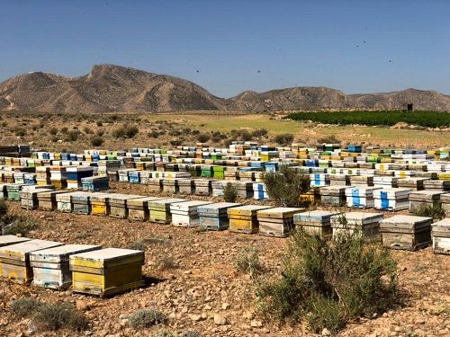 سرشماری زنبورستان ها در مرودشت آغازشد