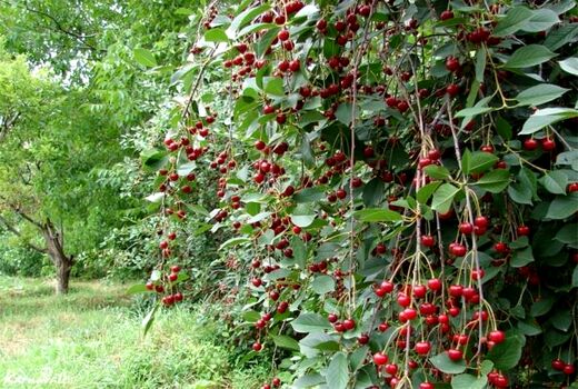 برداشت بیش از 15 هزار تن آلبالو از باغ‌های آذربایجان‌غربی