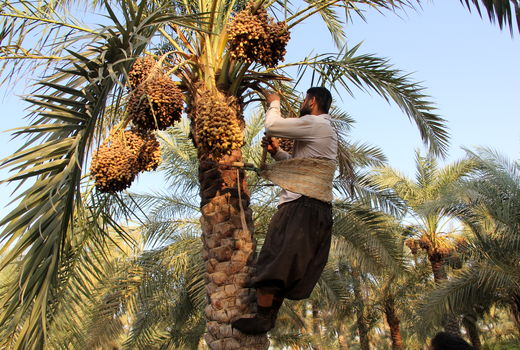 پیش‌بینی تولید  13 هزار تن خرما در خرمشهر